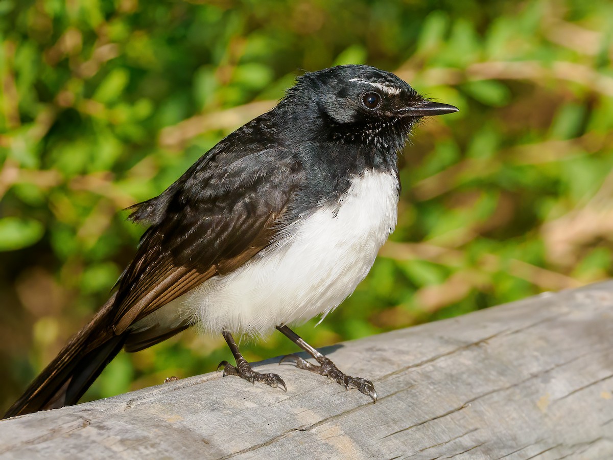 Willie-wagtail - ML623095824