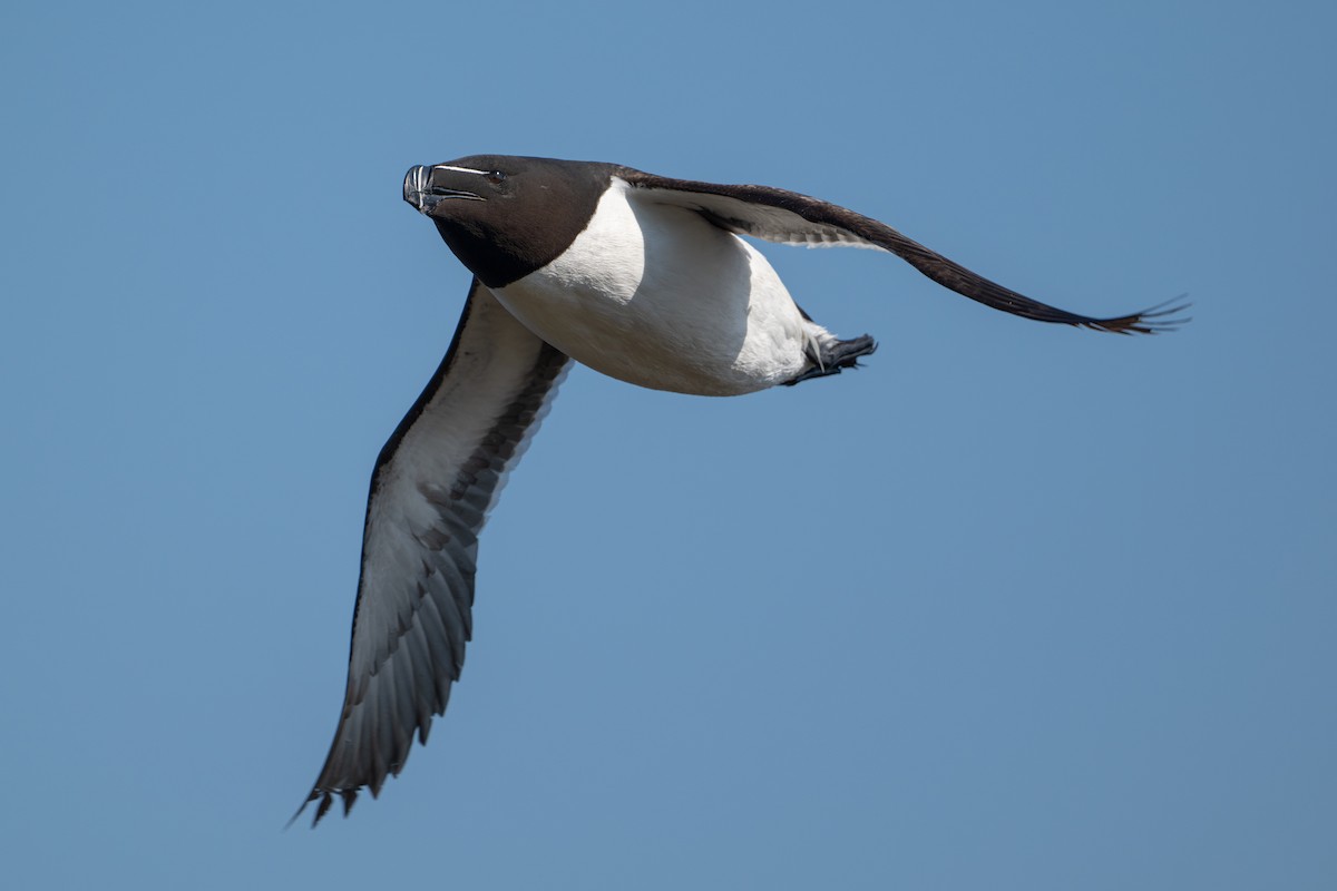 Razorbill - ML623095831