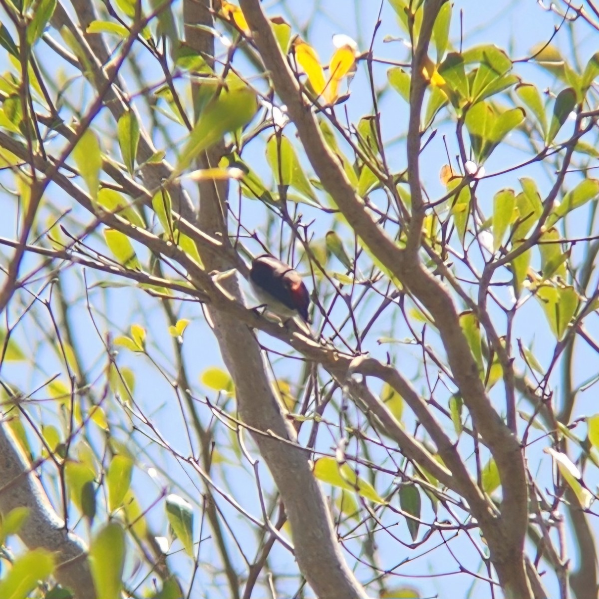 Red-chested Flowerpecker - ML623095834