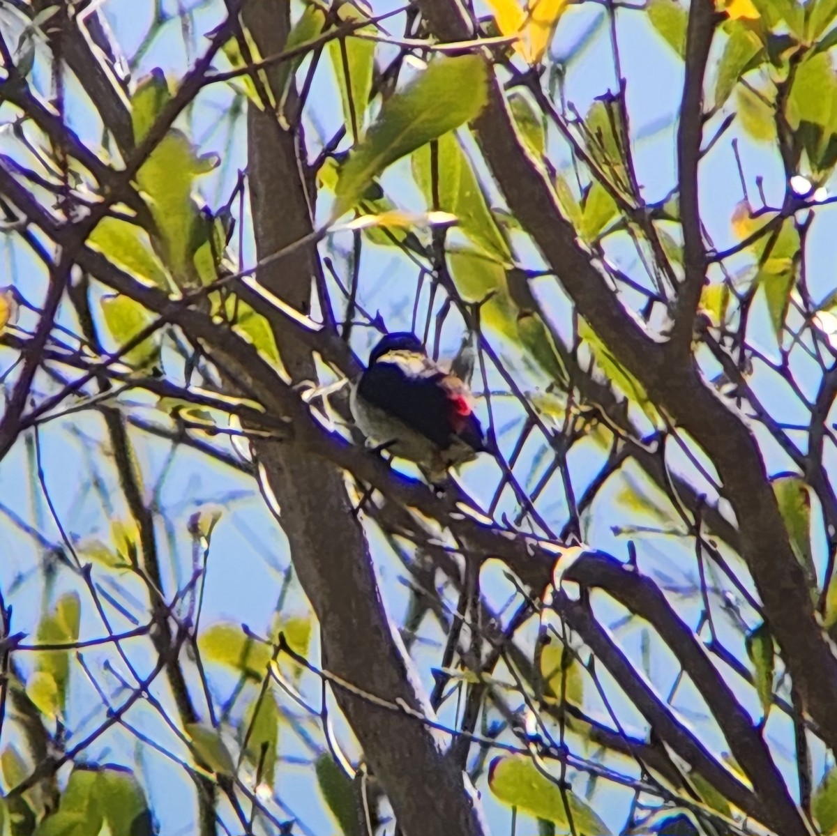 Red-chested Flowerpecker - ML623095835