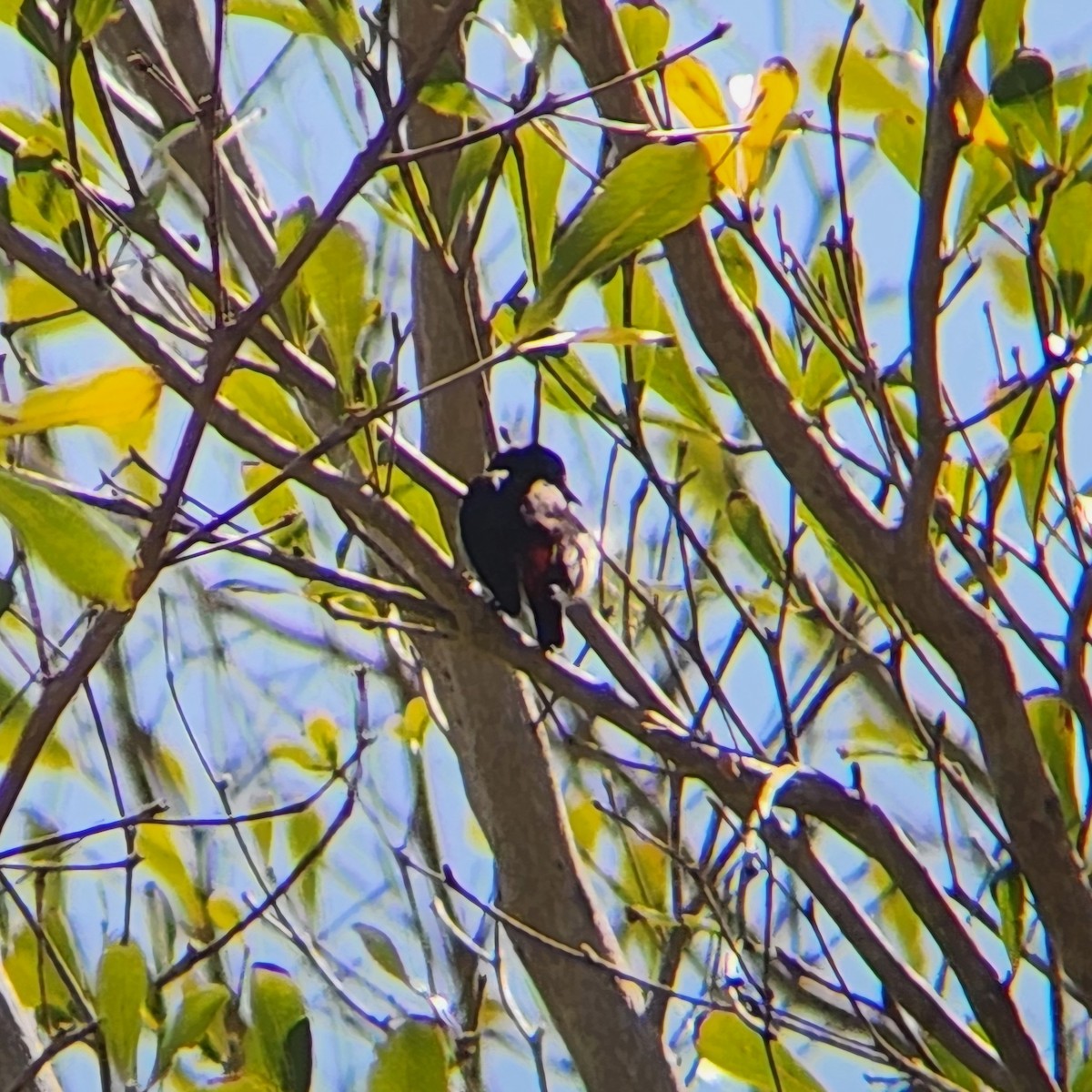 Red-chested Flowerpecker - ML623095836