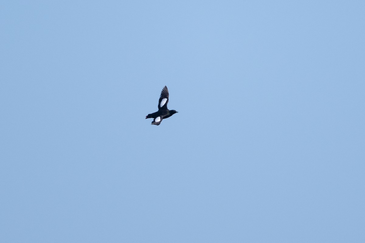 Black Guillemot - ML623095842