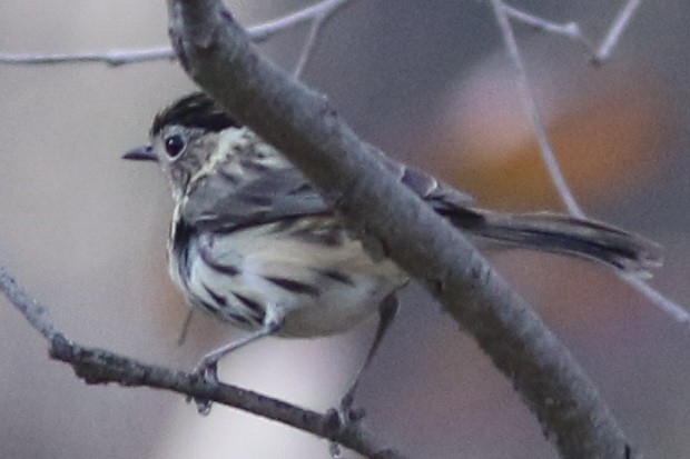 Speckled Warbler - ML623095849