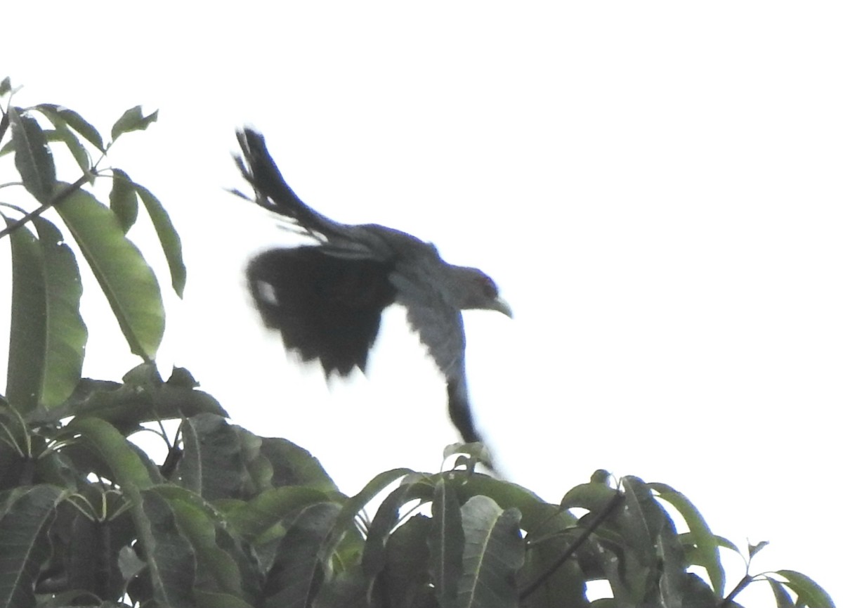 Black-bellied Malkoha - ML623095864