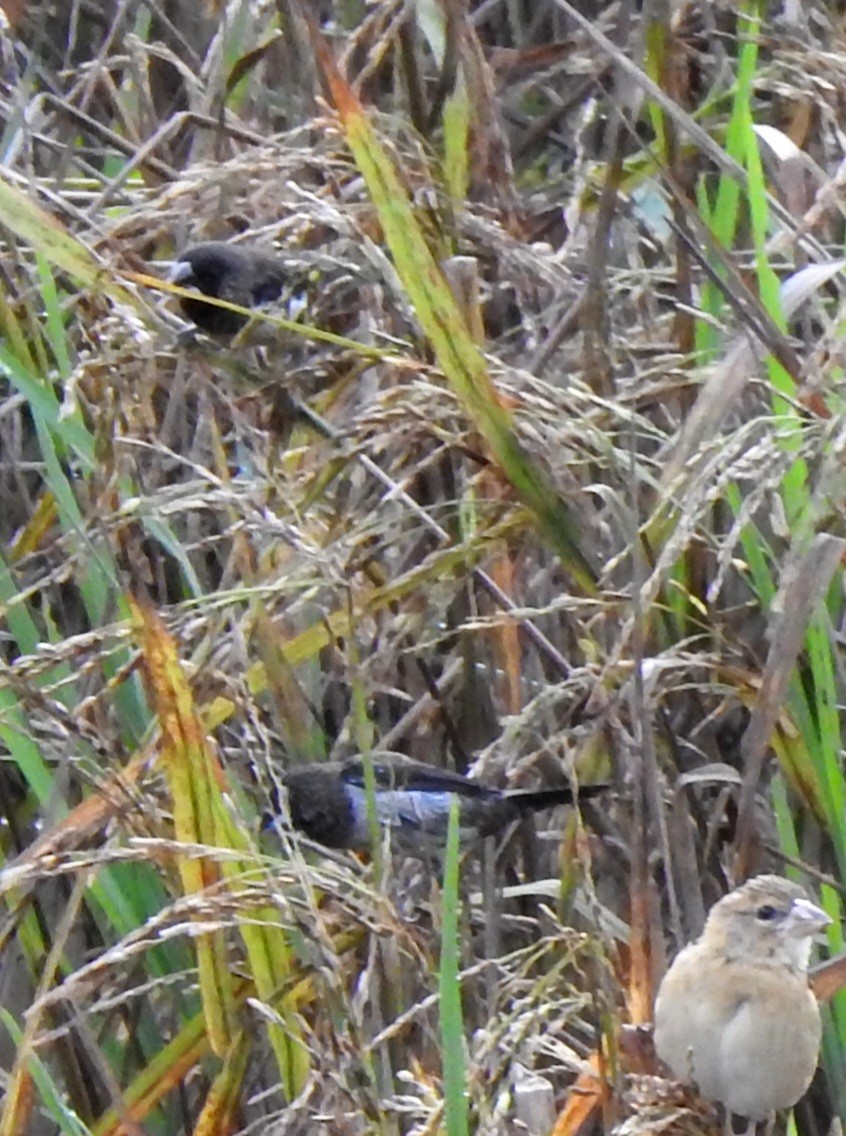 White-rumped Munia - ML623095892