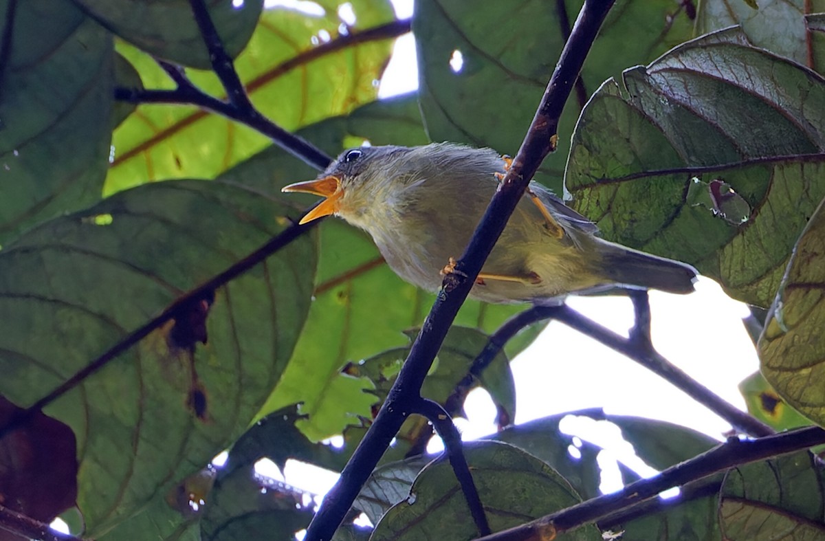 Biak Leaf Warbler - ML623095924