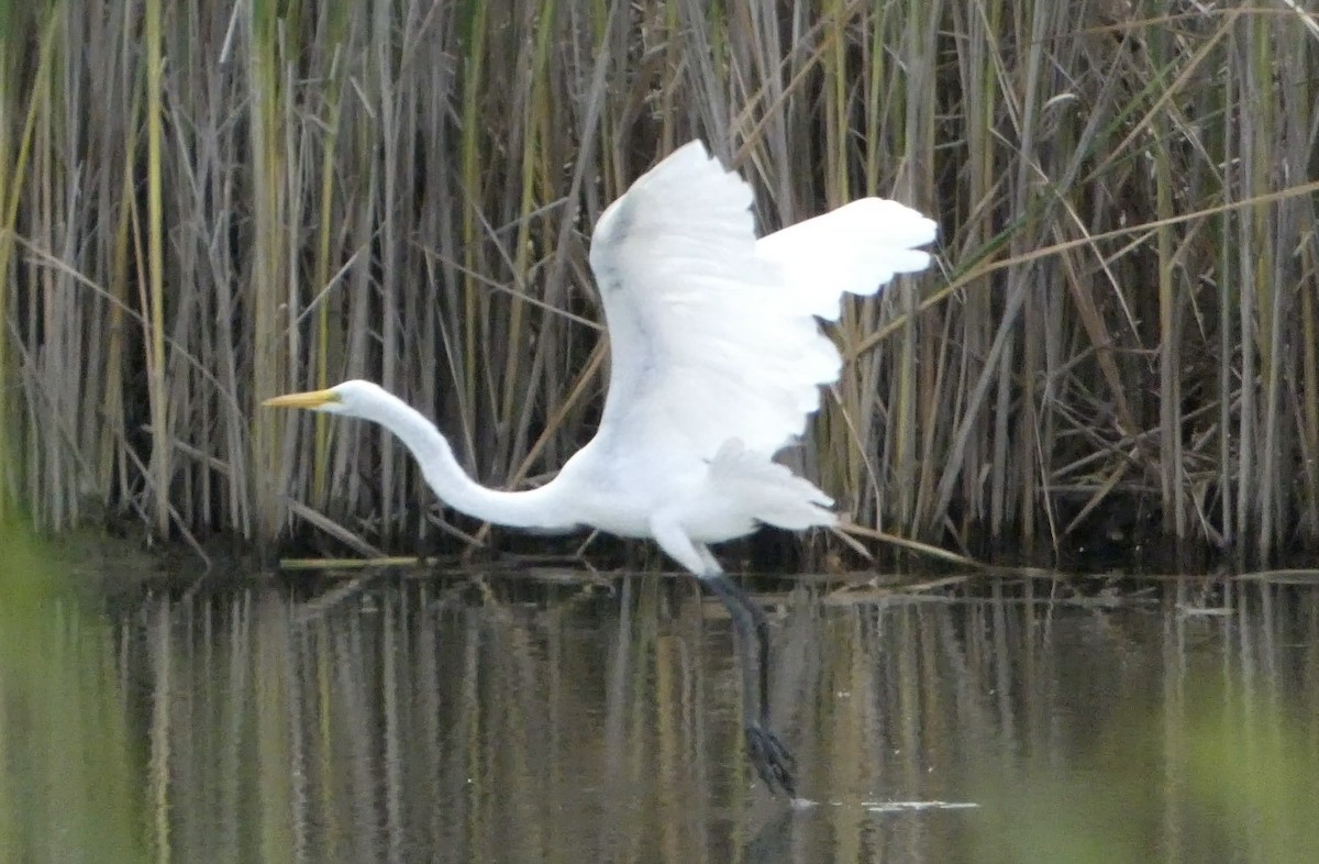 Great Egret - ML623095926