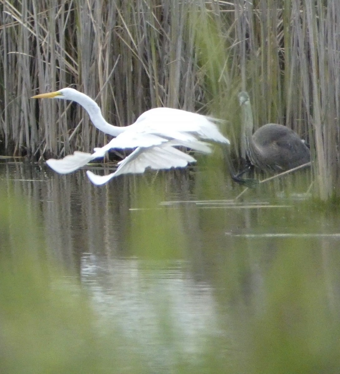 Great Egret - ML623095927