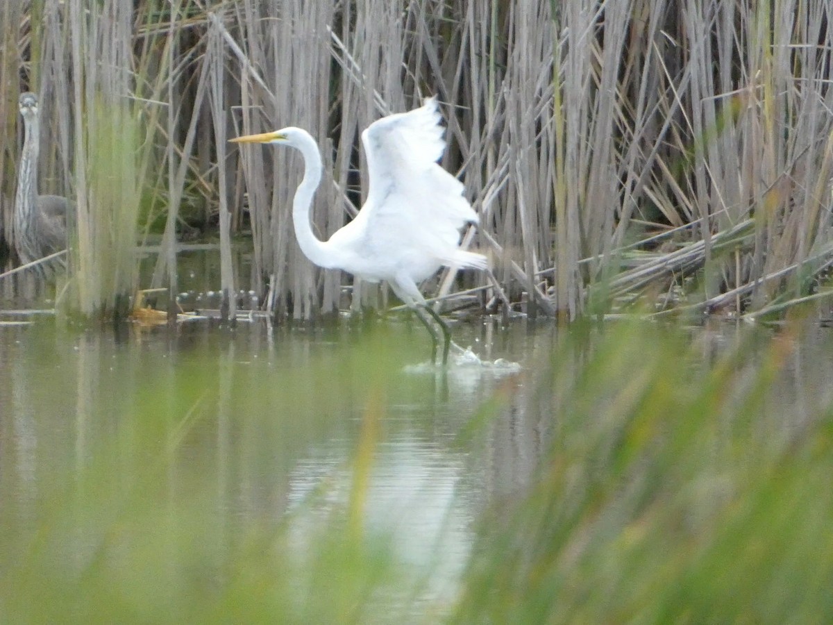 Great Egret - ML623095928