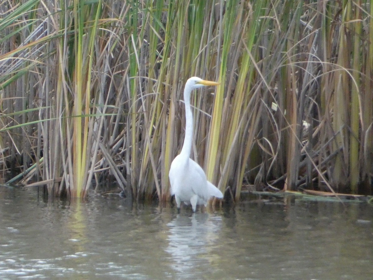 Great Egret - ML623095929