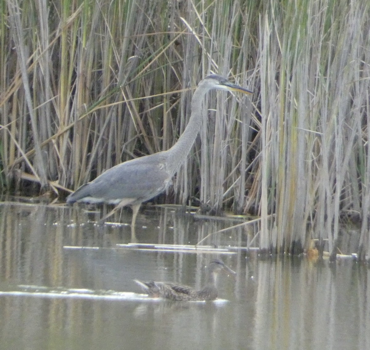 Great Blue Heron - ML623095947