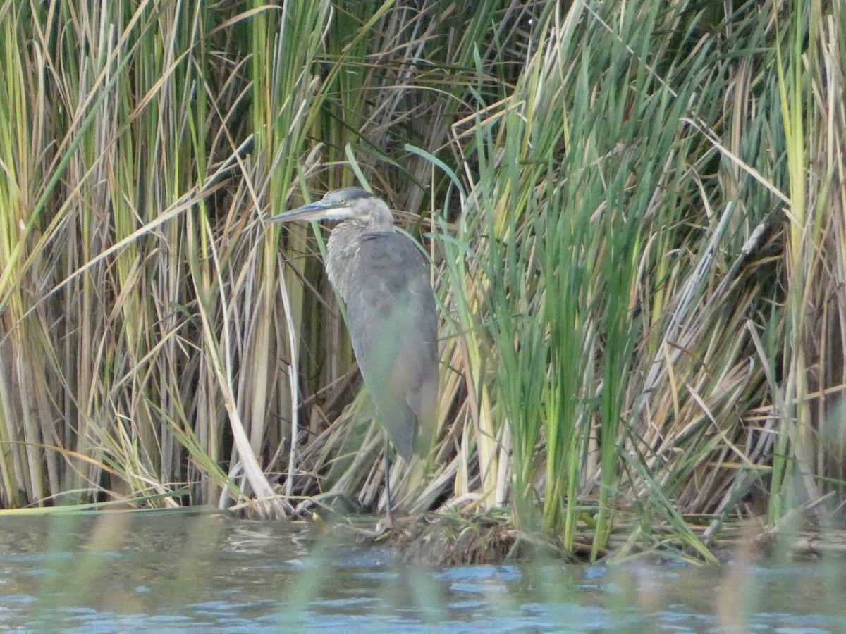 Great Blue Heron - ML623095948