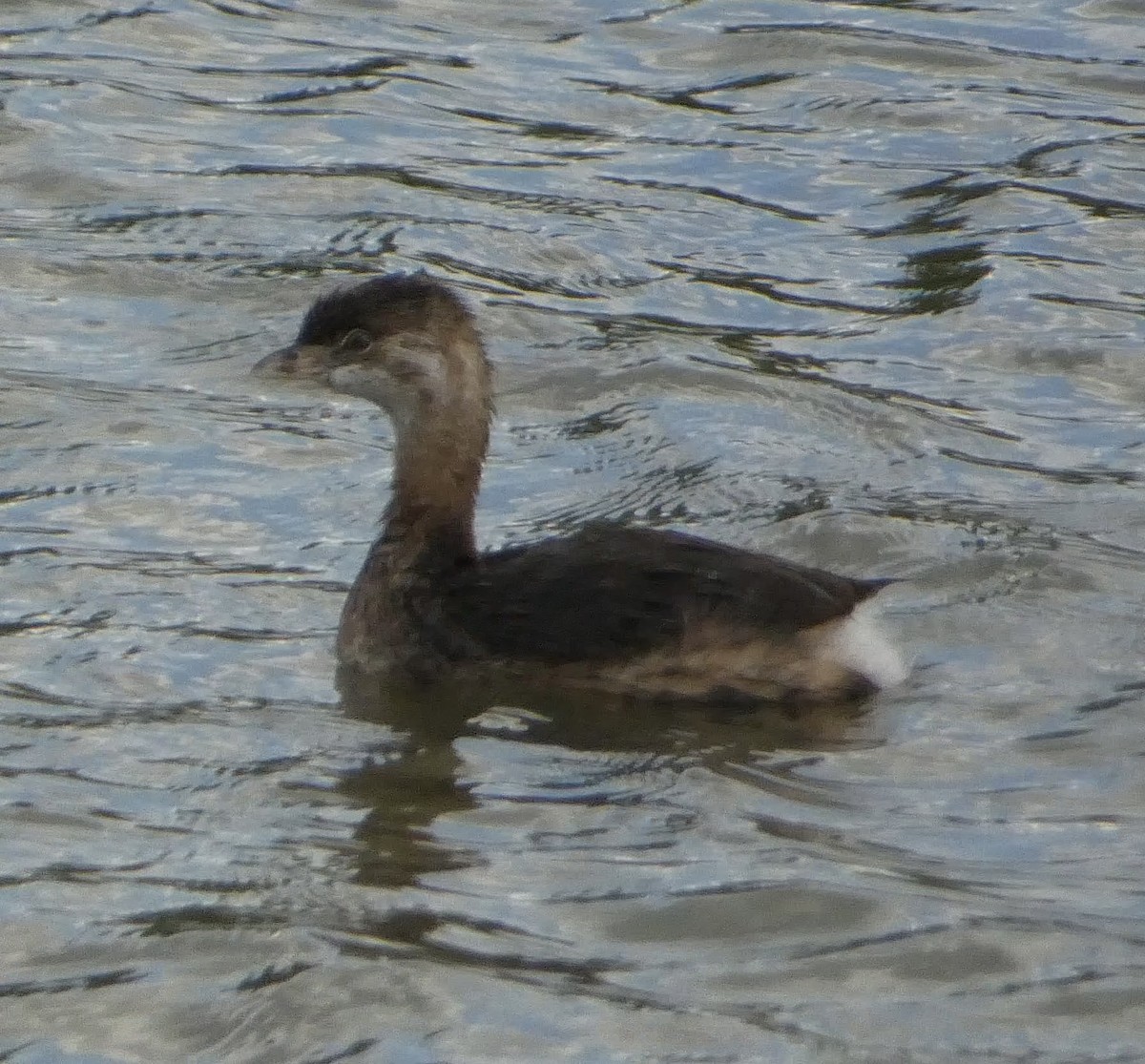 Pied-billed Grebe - ML623095952