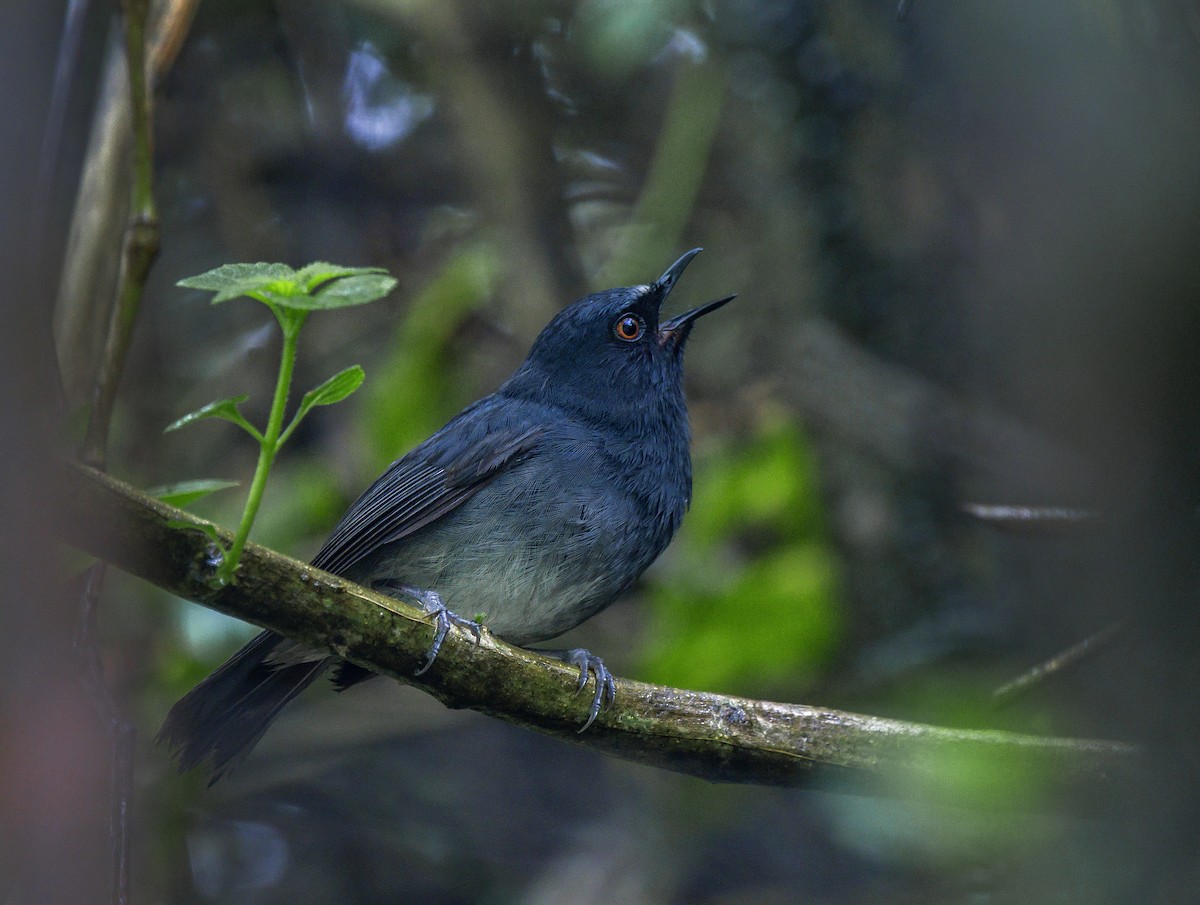 White-bellied Sholakili - Kushankur Bhattacharyya