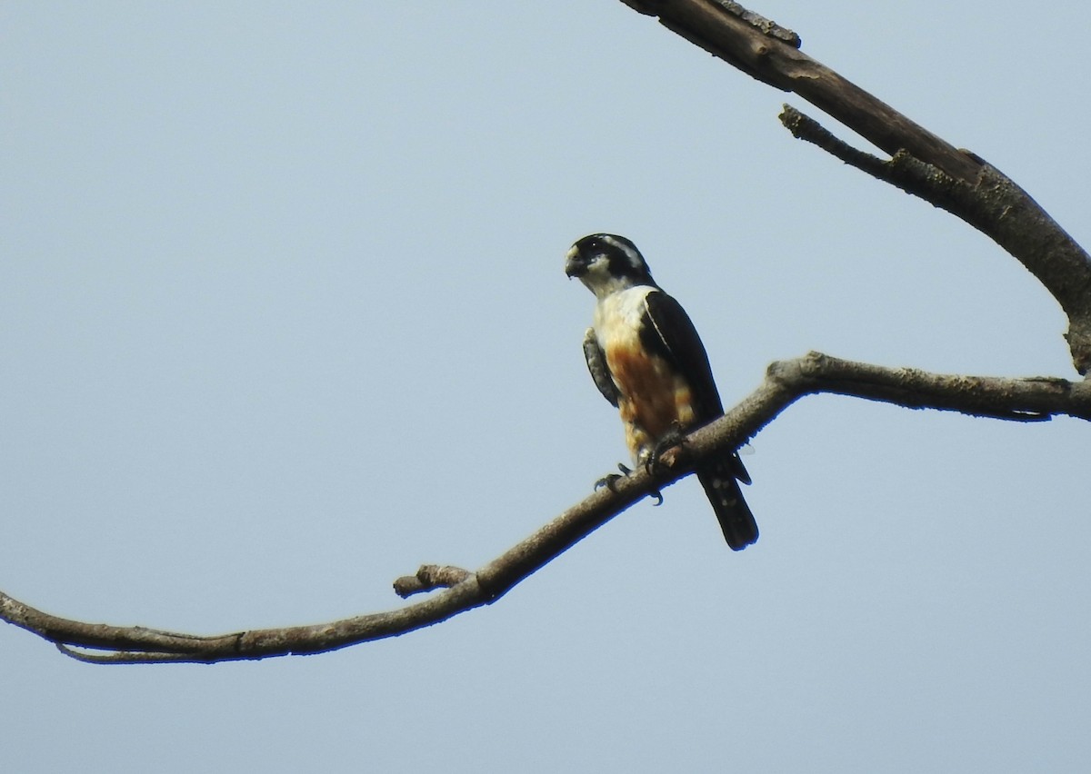 Black-thighed Falconet - ML623096109