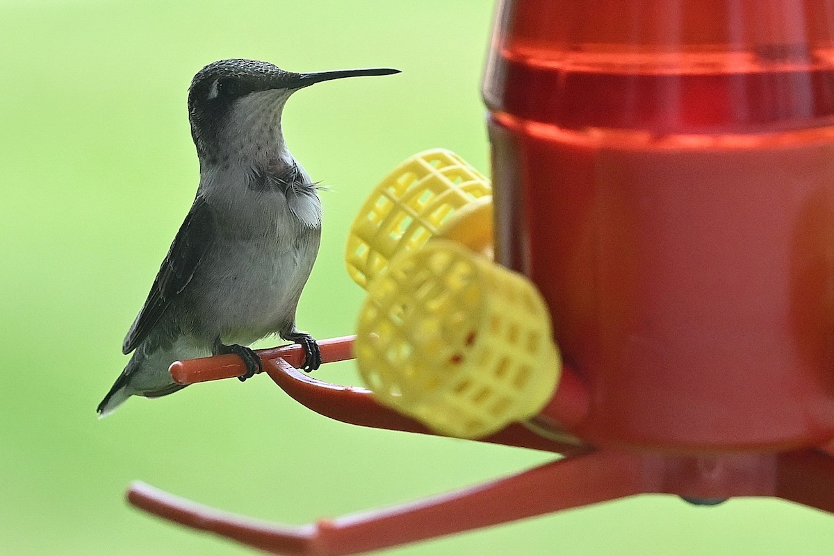 Ruby-throated Hummingbird - ML623096150