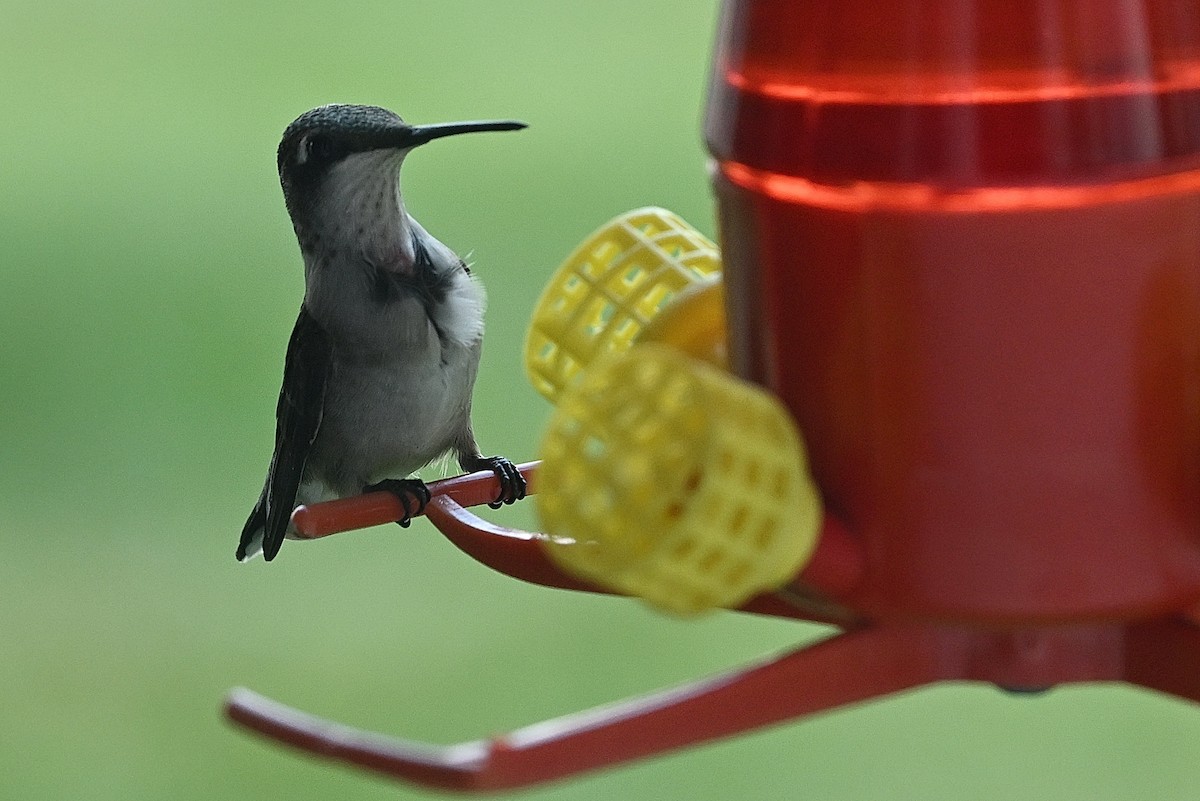 Ruby-throated Hummingbird - ML623096152