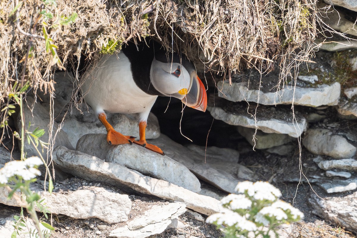 Atlantic Puffin - ML623096160