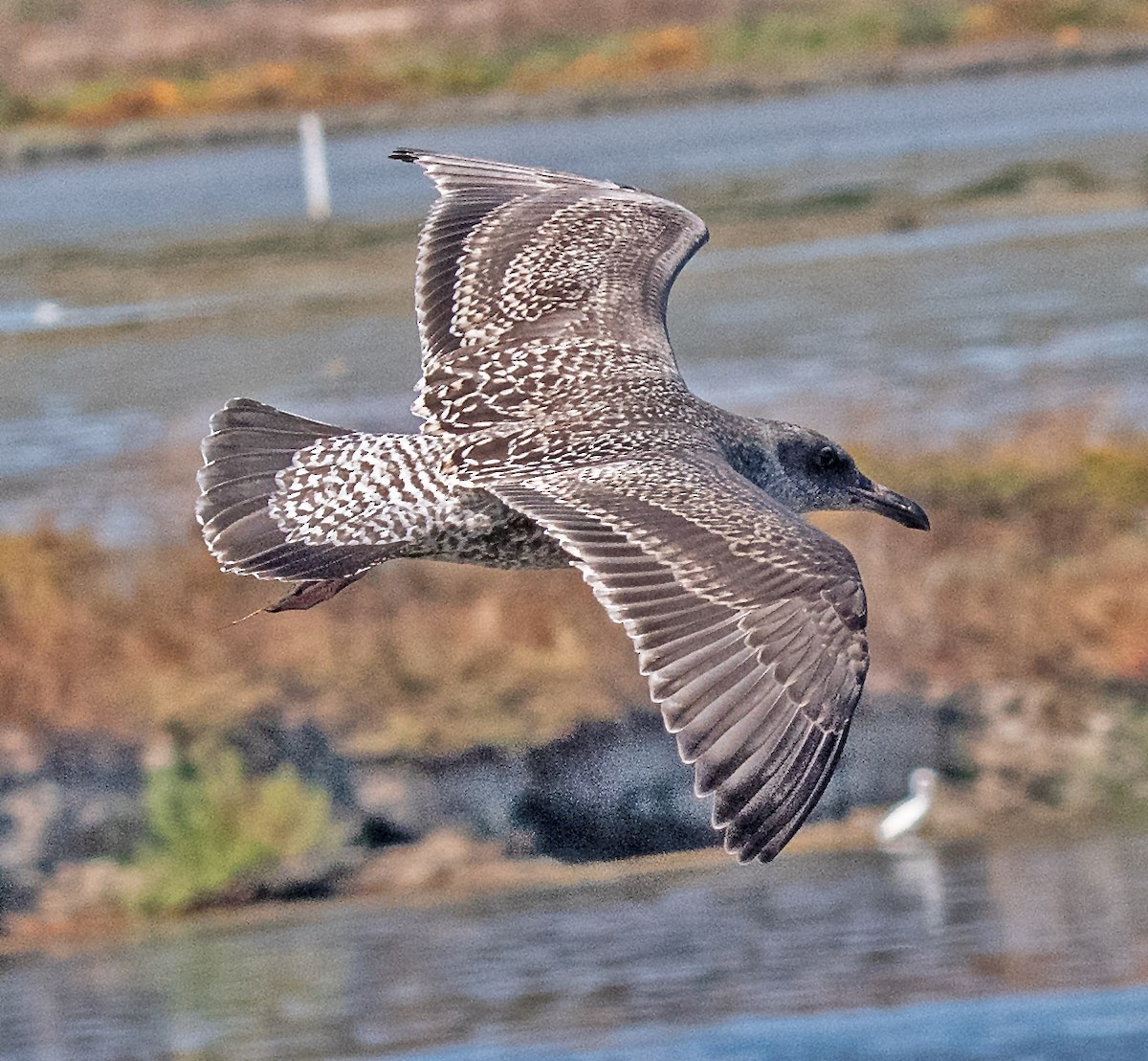 Western Gull - ML623096166