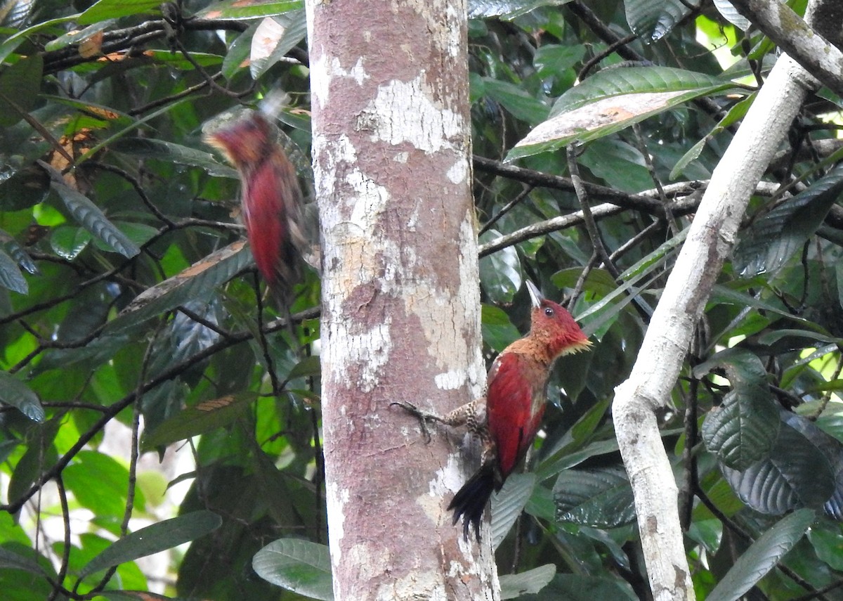 Banded Woodpecker - ML623096168