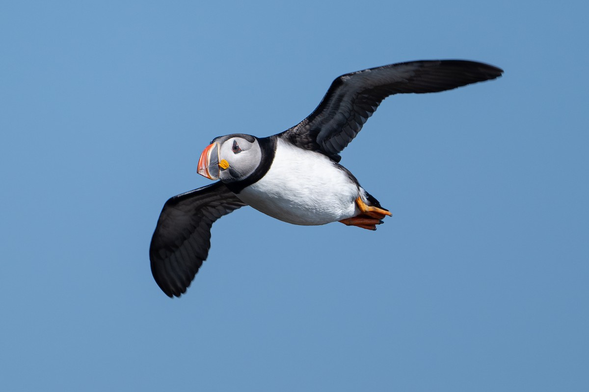 Atlantic Puffin - David Turgeon