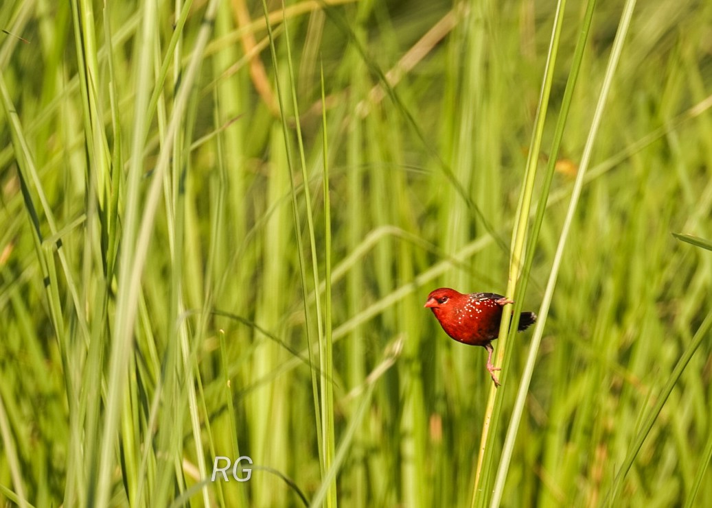 Red Avadavat - ML623096305