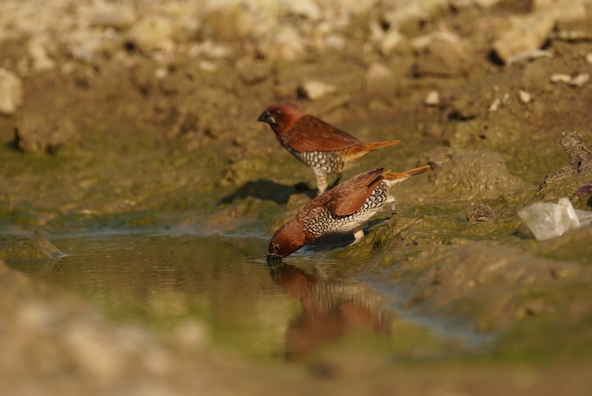 Scaly-breasted Munia - ML623096315