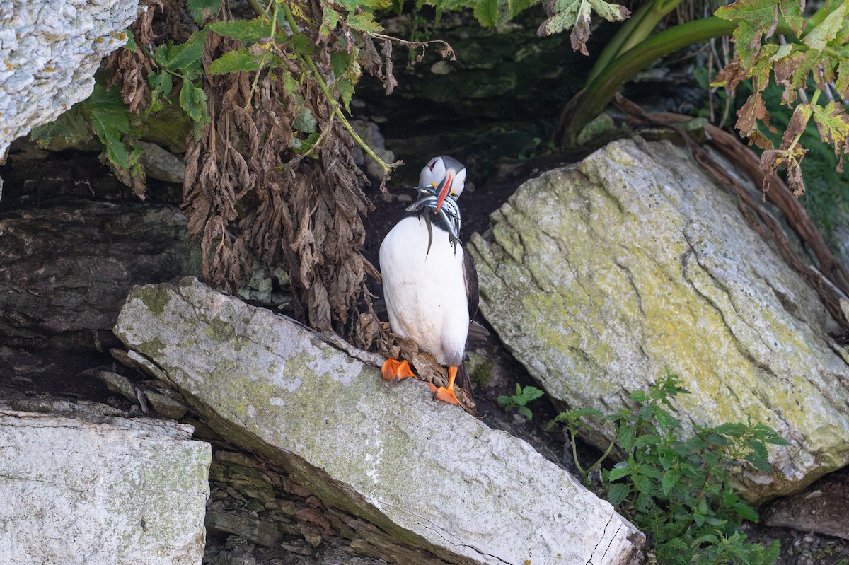 Atlantic Puffin - ML623096345