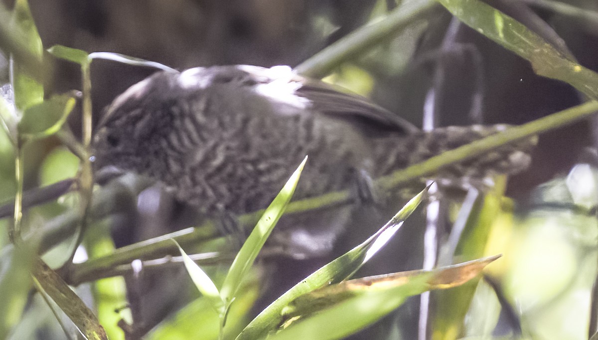 Speckle-breasted Wren - David Hoar