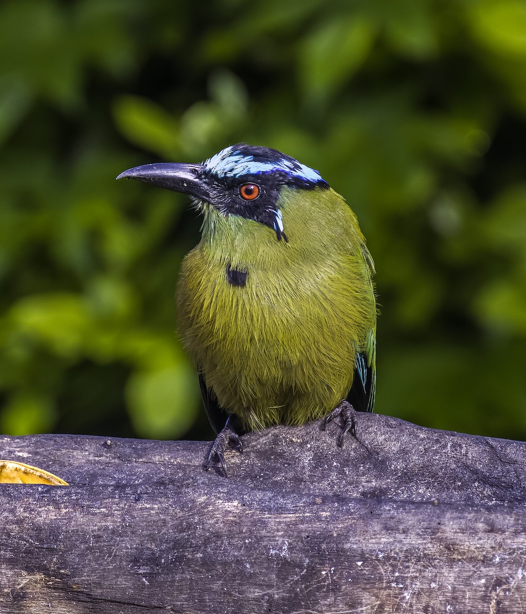 bergmotmot - ML623096489