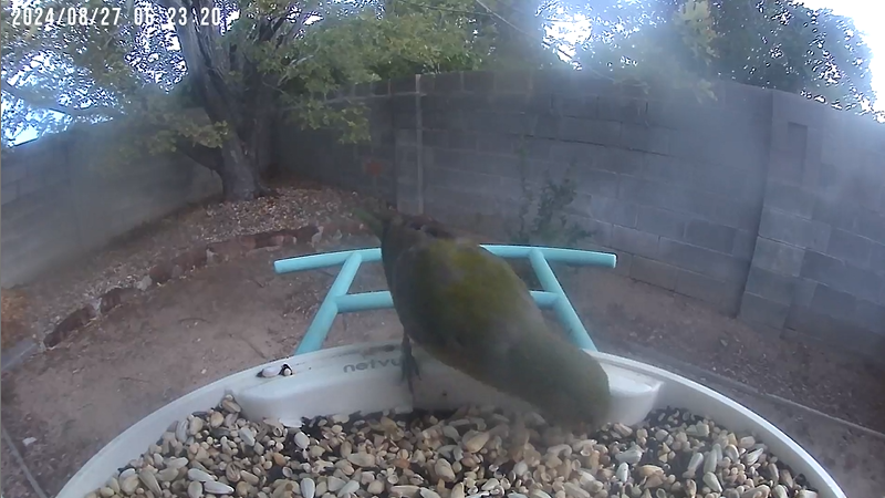 Painted Bunting - Anonymous