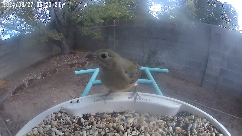 Painted Bunting - ML623096523