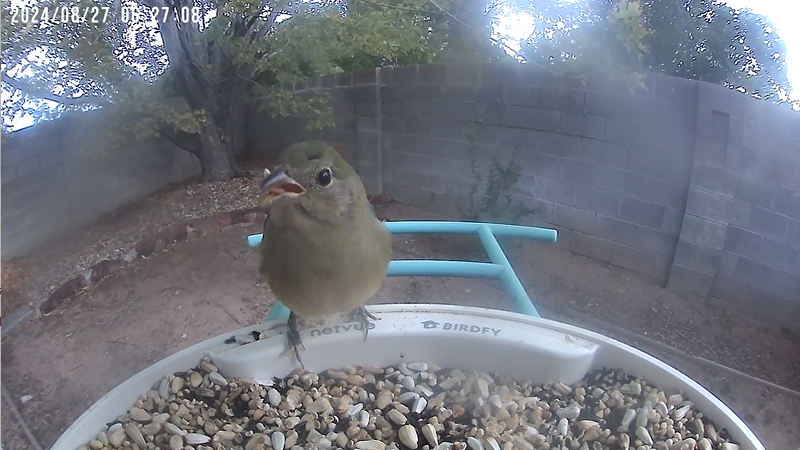 Painted Bunting - ML623096524