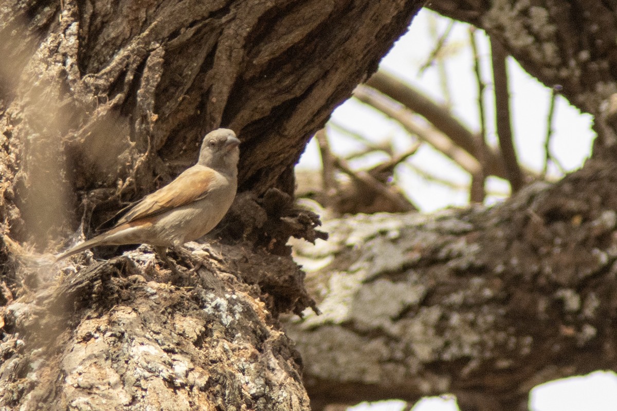 Parrot-billed Sparrow - ML623096539