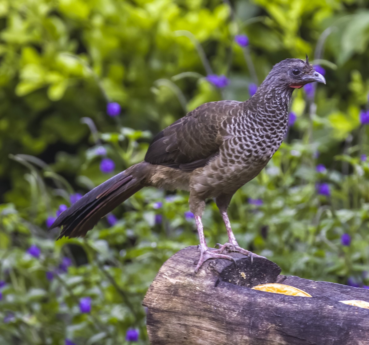 Colombian Chachalaca - ML623096549