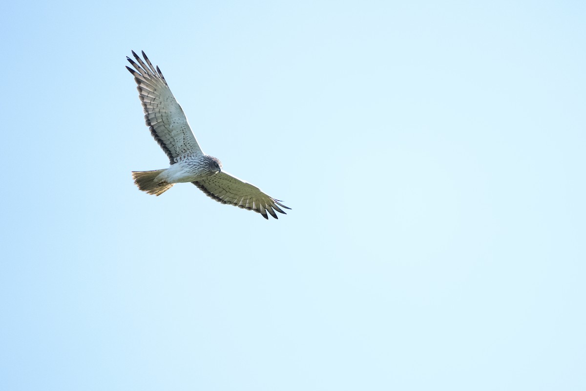 Swamp Harrier - ML623096588