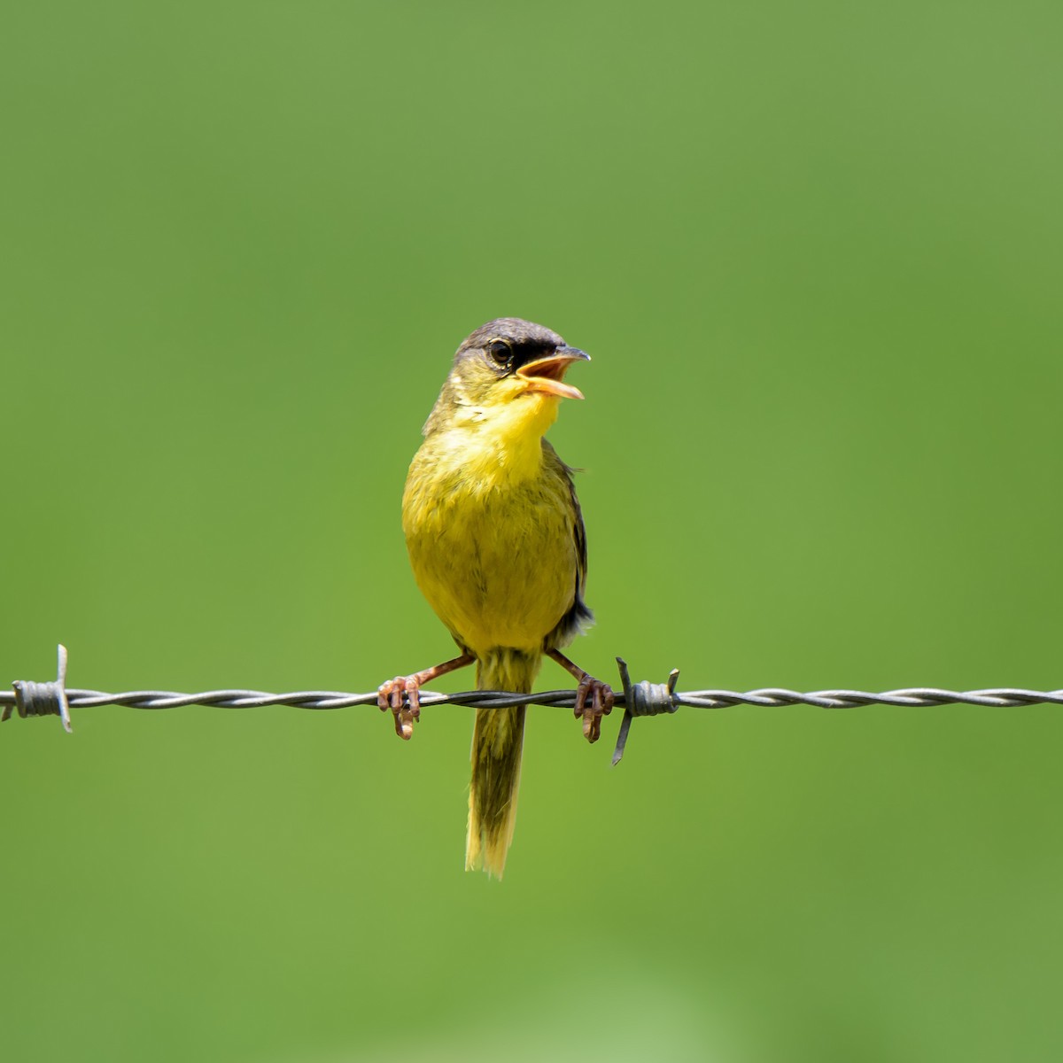 Gray-crowned Yellowthroat - ML623096594