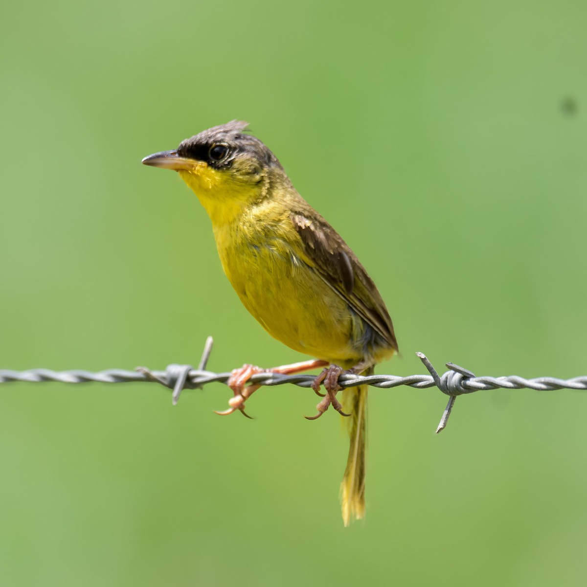 Gray-crowned Yellowthroat - ML623096595