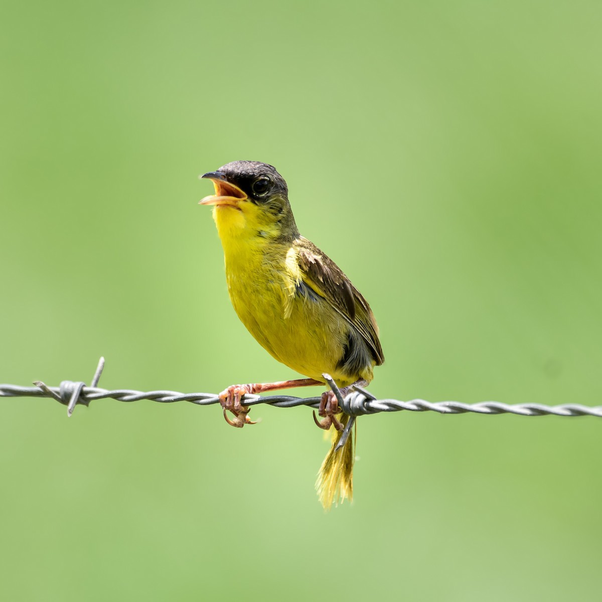 Gray-crowned Yellowthroat - ML623096596