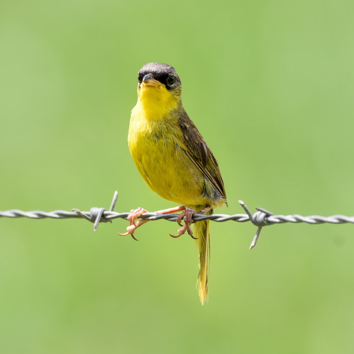 Gray-crowned Yellowthroat - ML623096597