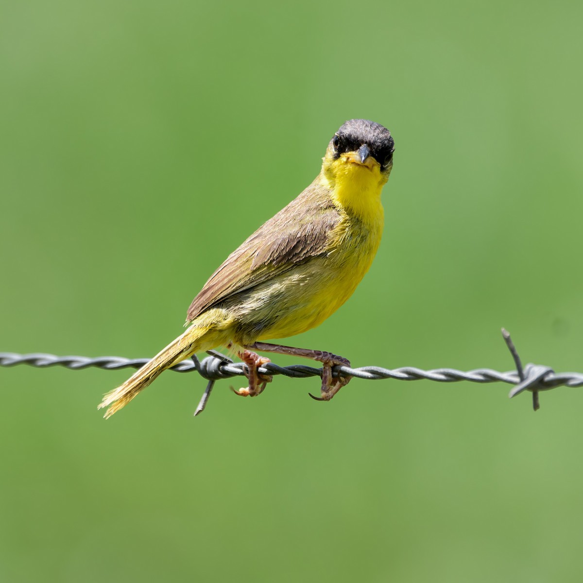 Gray-crowned Yellowthroat - ML623096598
