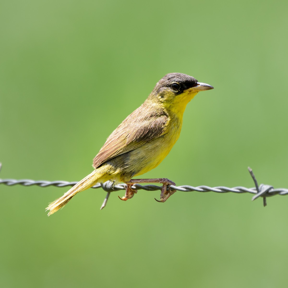 Gray-crowned Yellowthroat - ML623096600
