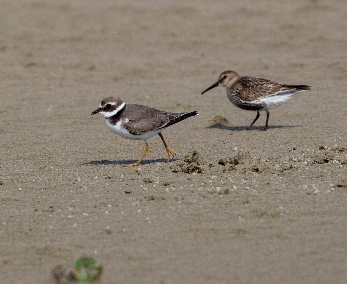 Common Ringed Plover - ML623096601