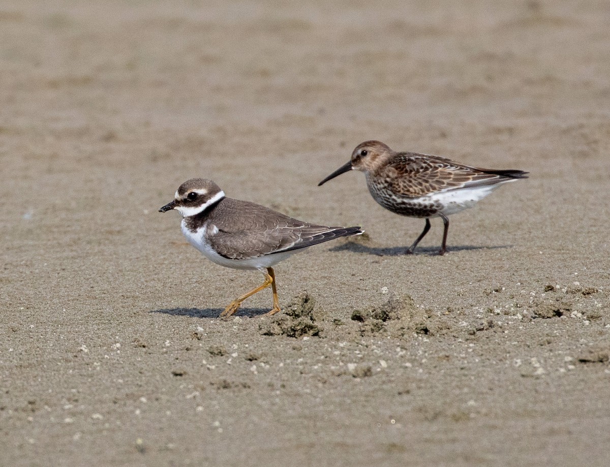 Common Ringed Plover - ML623096607