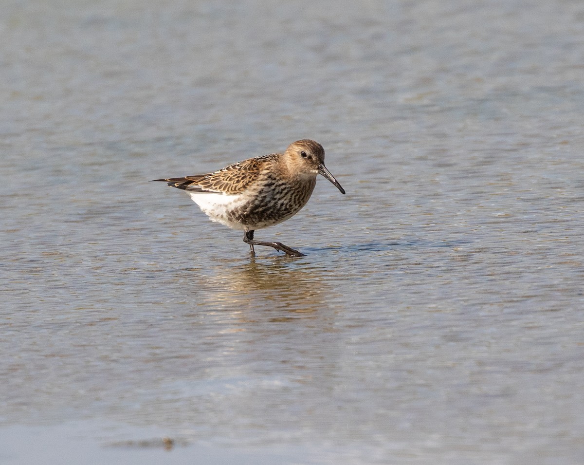 Dunlin - ML623096610