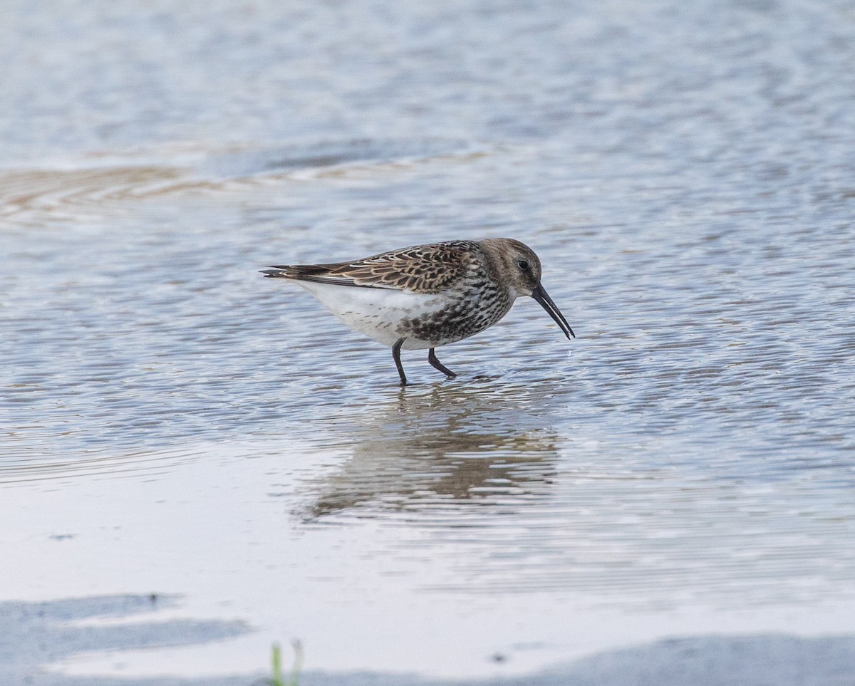 Dunlin - ML623096612