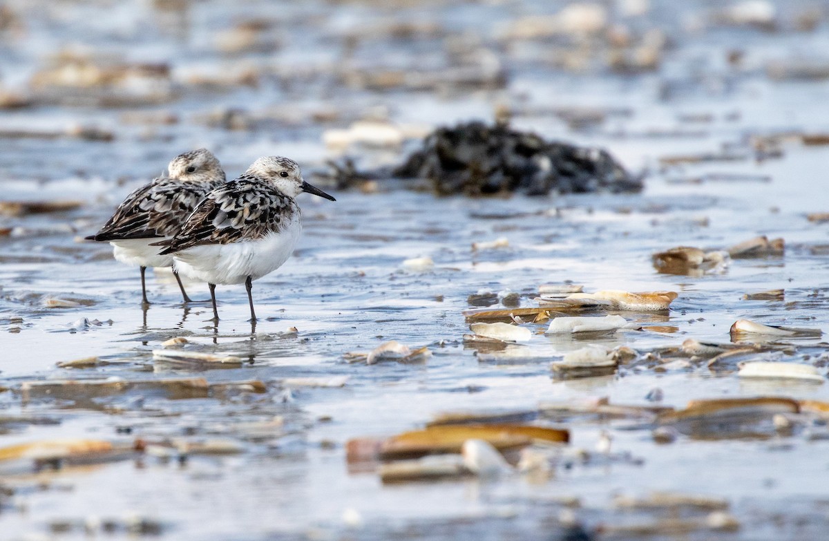 Sanderling - William Price