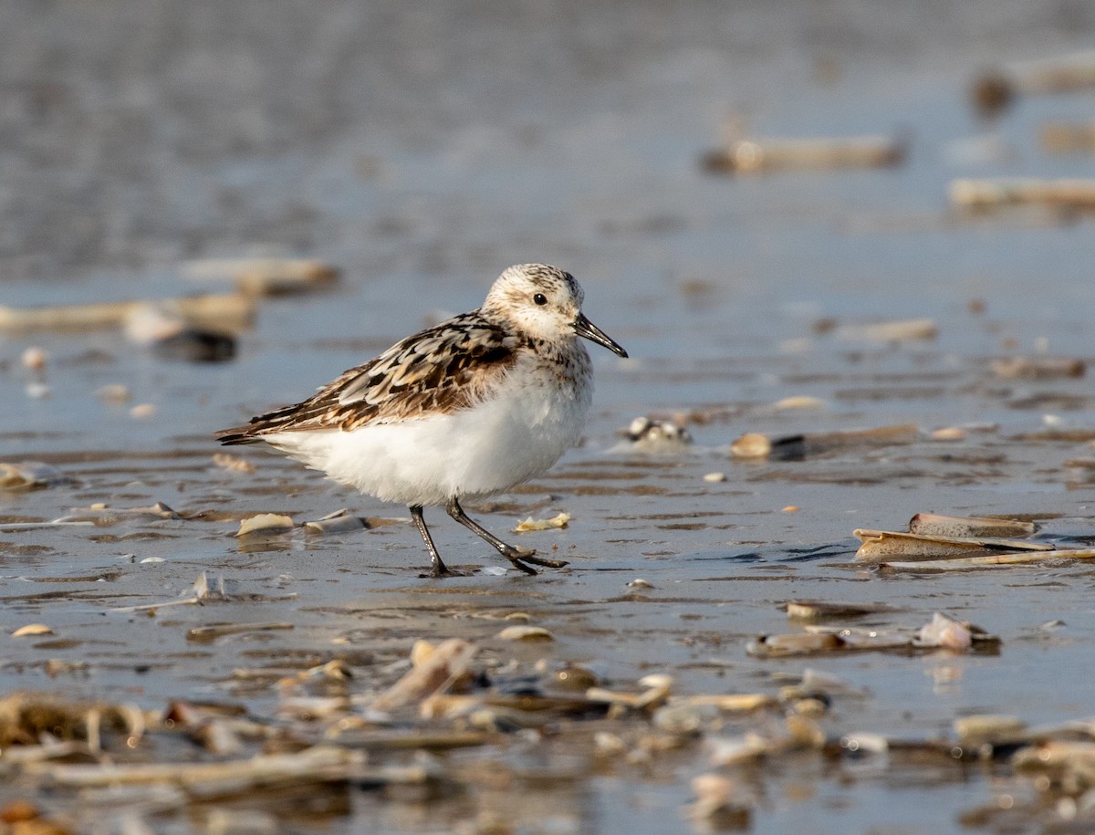 Sanderling - ML623096621