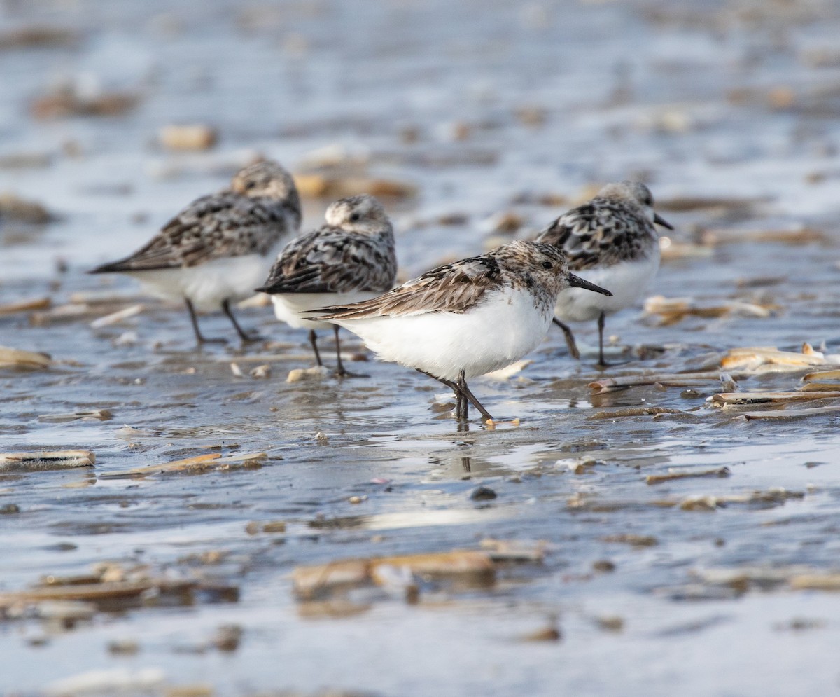 Sanderling - ML623096624