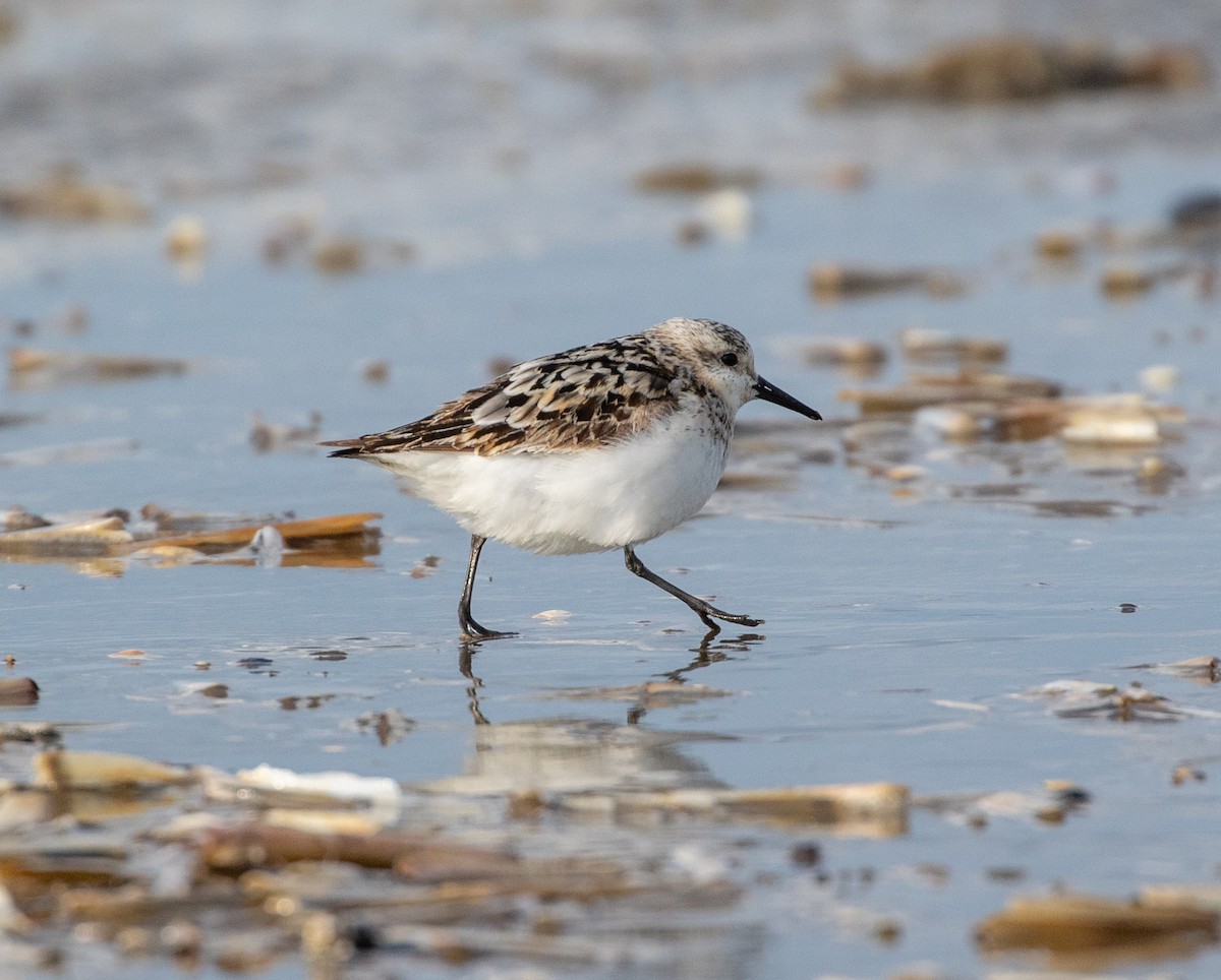 Sanderling - ML623096628